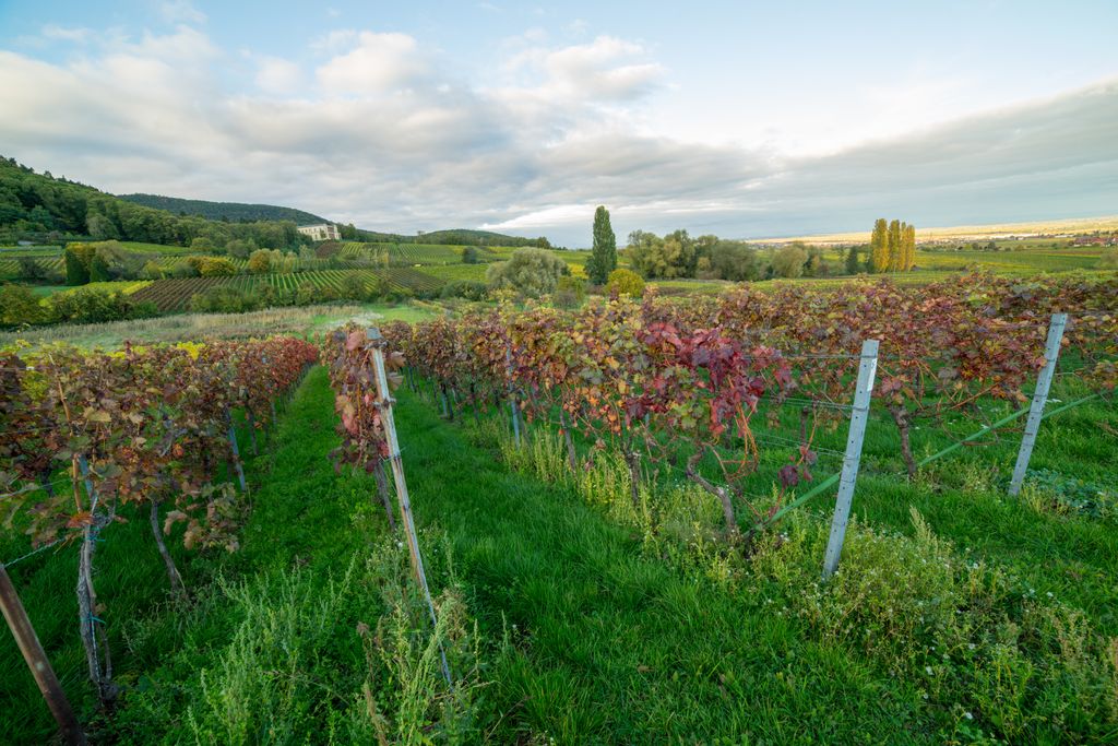 Herbstliche Rebstöcke am Rand von Rhodt unter Rietburg. Foto: Adobe Stock