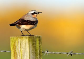 Welsh Wildlife during lockdown - how nature responded