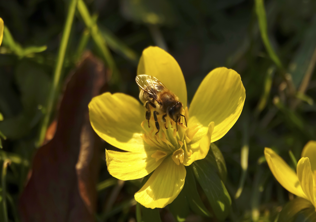 Bienen, Bestäubung, Obstbäumen, Überleben, Ernte, Zukunft, Natur