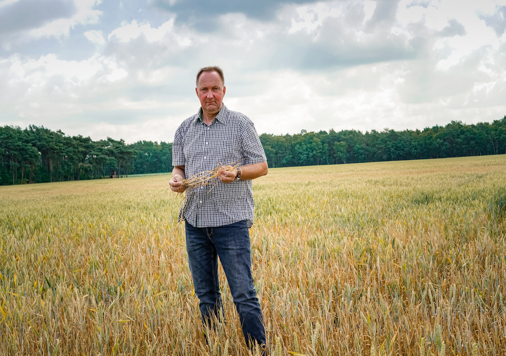 Landwirt, verdorrtes Getreidefeld, Regionen, Realität Landwirt, verdorrtes Getreidefeld, Regionen, Realität