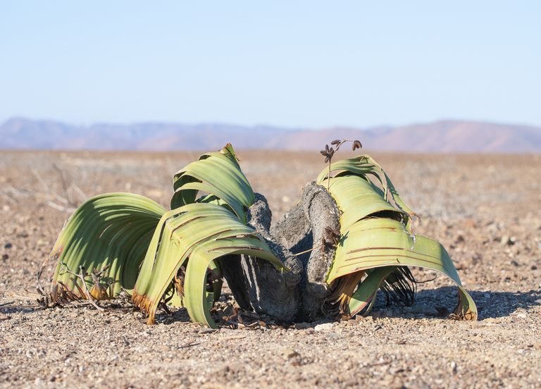 Welwitschia : cette plante immortelle aux propriétés incroyables ! Welwitschia : cette plante immortelle aux propriétés incroyables !