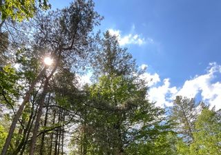 Wenn der Regen nicht mehr reicht: Deutschlands Wälder kämpfen mit Langzeitschäden