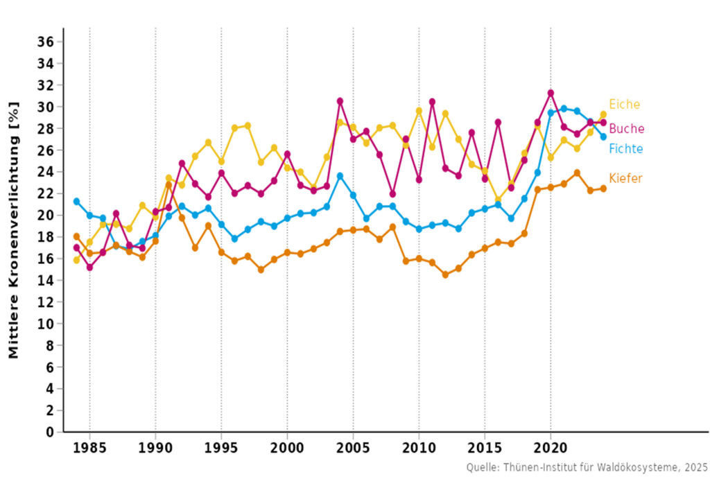 Entwicklung der mittleren Kronenverlichtung bei Buche, Eiche, Fichte und Kiefer seit 1984. Entwicklung der mittleren Kronenverlichtung bei Buche, Eiche, Fichte und Kiefer seit 1984.