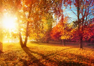 Wenn die Dürre zu lang anhält, können auch Mischwälder austrocknen