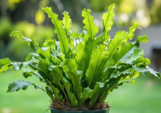 Wer hätte das gedacht? Diese Pflanzen kühlen deine Wohnung um mehrere Grad – ganz ohne Strom und Klimaanlage