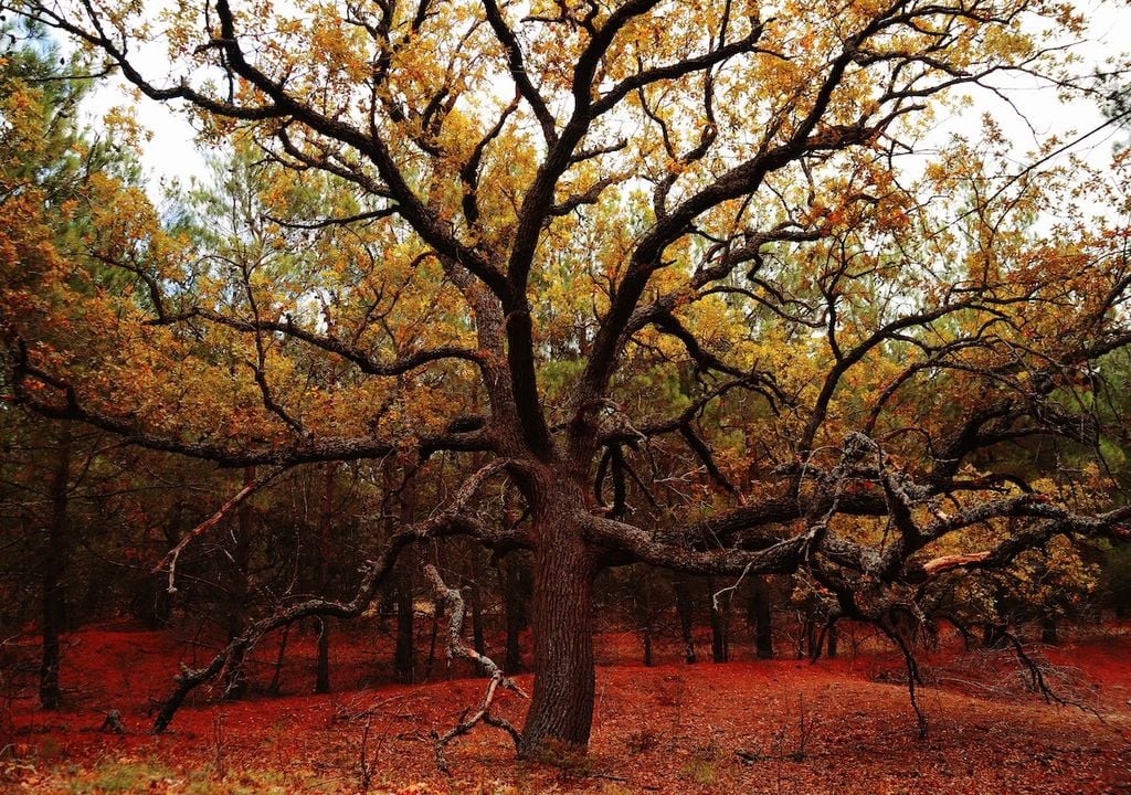 Herbst, Baum, Pflegezeit