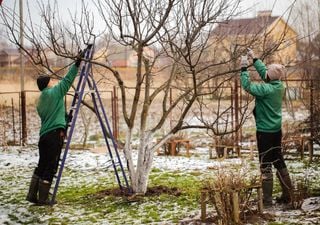 Wer seinen Baum liebt, schneidet mit Bedacht: Warum falsche Pflegemaßnahmen deinen Garten ruinieren können