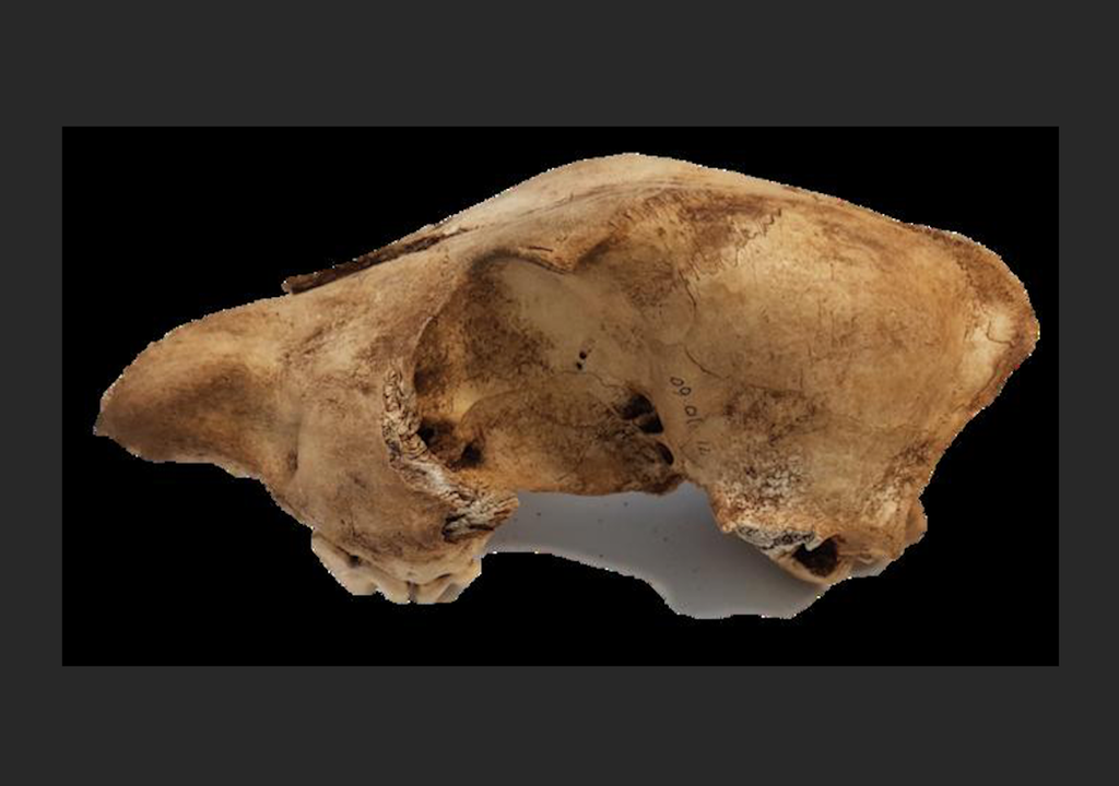 Teschio di dingo femmina di 400 anni proveniente dalla Skull Cave, Augusta, Australia occidentale. Credito: Dott.ssa Sally Wasef.