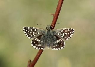 Britain's Big Butterfly Count: Lack of butterflies seen this year a "warning sign"