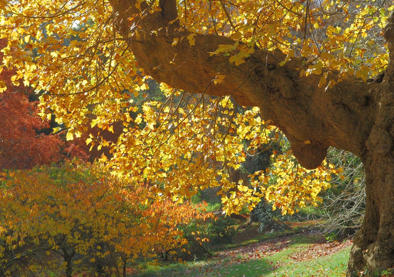 Britain is set for a 'spectacular' autumn - with colours even more glorious  than usual, experts say