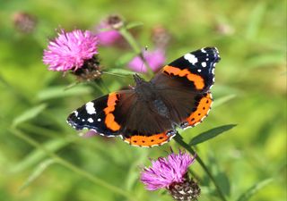 New data shows UK's wet summer was good for butterflies