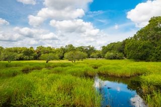 Wetlands: Purifying Water and Filtering Pollution
