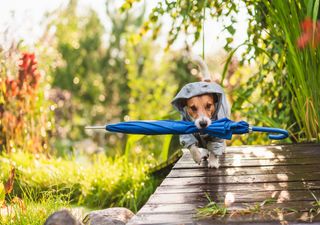 Kältewelle im August? Wettermodell lässt den Hochsommer ausfallen!
