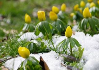 Wetter-Krimi nächste Woche: Zwischen Schneesturm und frühlingshaften 15°C! 