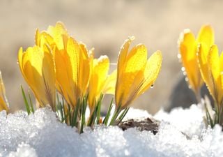 Frühlingserwachen: Wie geht´s beim Wetter bis Ende Februar weiter?