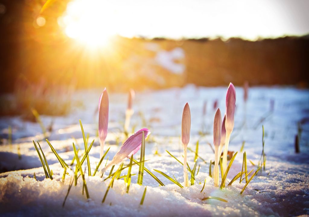 Frühlingsschnee Frühlingsschnee