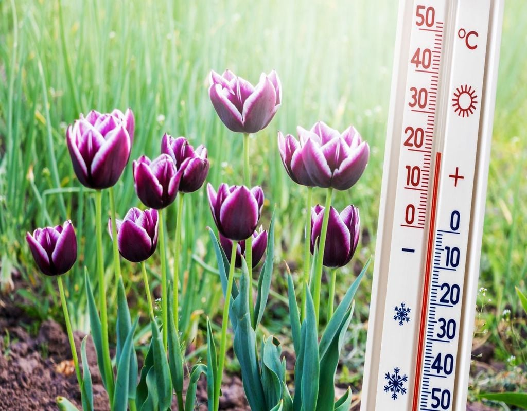 blumen, thermometer, wetter