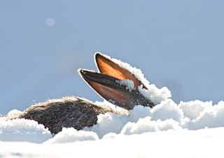 Schnee an Ostern? Der erste Wettertrend für die Feiertage