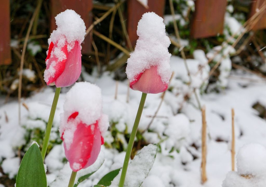 Tulpen, winterwetter, schne