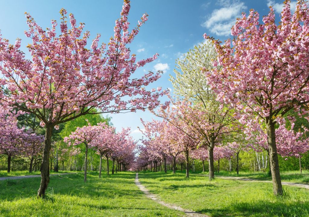 frühling, wetter, deutschland frühling, wetter, deutschland