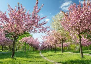 Wetter-Überraschung für Deutschland: Erst Schnee-Schock, doch dann dreht der Frühling richtig auf – so warm wird es