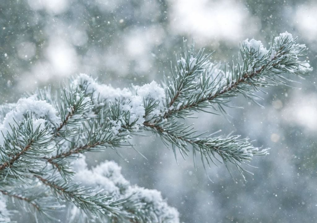 schnee, weihnachten, weiß