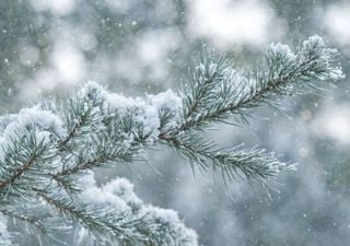 Wetterexperte Habermehl hat schlimme Befürchtung - Droht uns ein Sturmwinter? Regen statt Schnee, Hochwasser-Gefahr