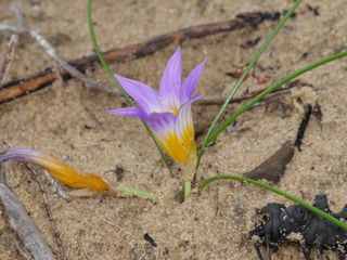 Wetterexperte Johannes Habermehl in großer Sorge: Droht uns ein Rekordfrühling mit unerwarteten Folgen für Deutschland?