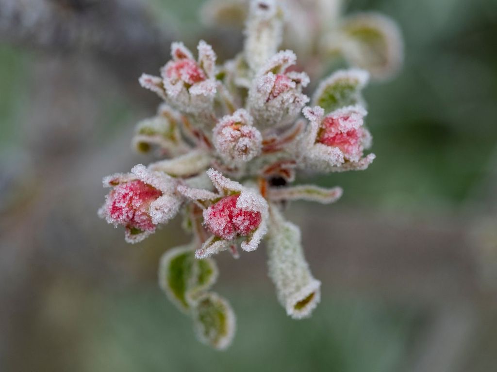 blumen, frost, eisheilige blumen, frost, eisheilige
