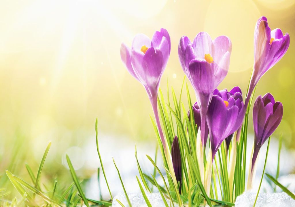 Frühling Frühling