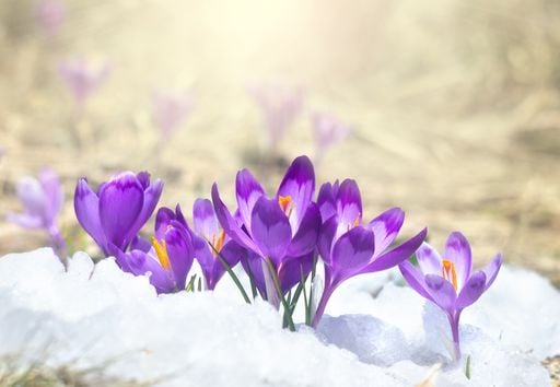 Wettersturz in NRW mit "Schnee bis 400 Meter runter" - Mai-K&auml;lte auch zum langen Wochenende?