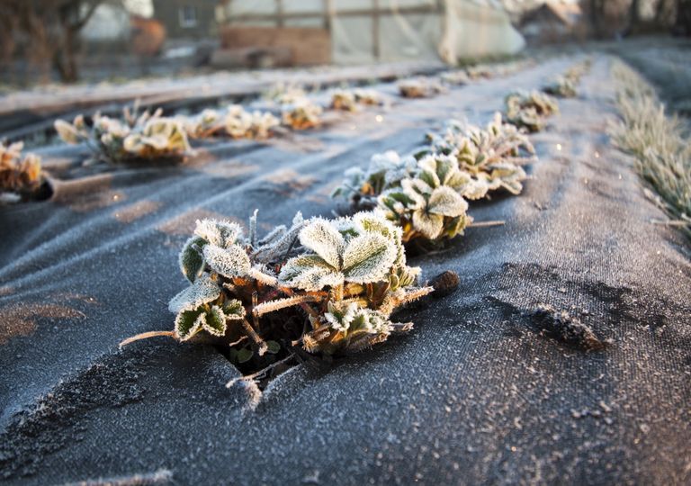 Wettervorhersage für den Mai: Kälte bis zu den Eisheiligen? Wettervorhersage für den Mai: Kälte bis zu den Eisheiligen?