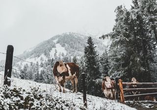 Sogar Schnee möglich: Ist der Sommer in Deutschland schon vorbei? Krasser Wetterwechsel steht an! 