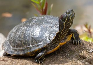 What do higher temperatures mean for sex-determination in turtles?