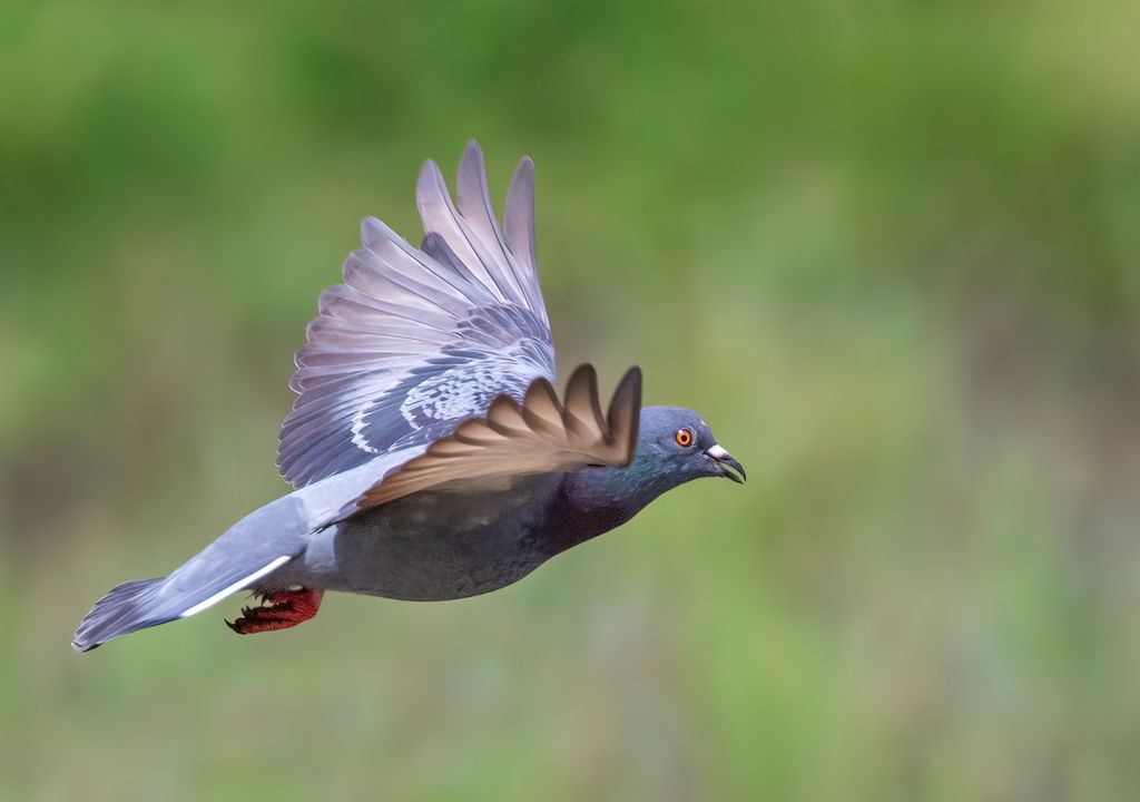 Pigeon Flying