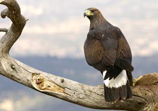 What eagles can teach us about air turbulence