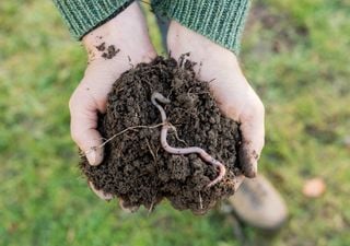 What impact is climate change having on earthworms in the UK?