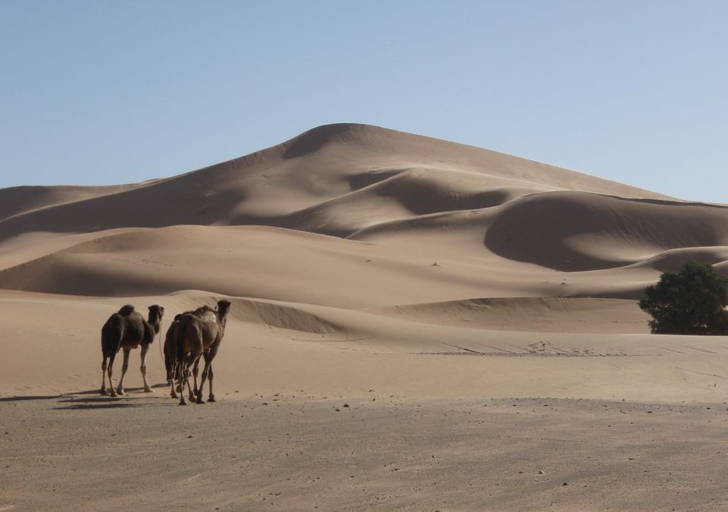 Lala Lallia Star Dune à Erg Chebbi, Maroc. (c) Professeur C Bristow