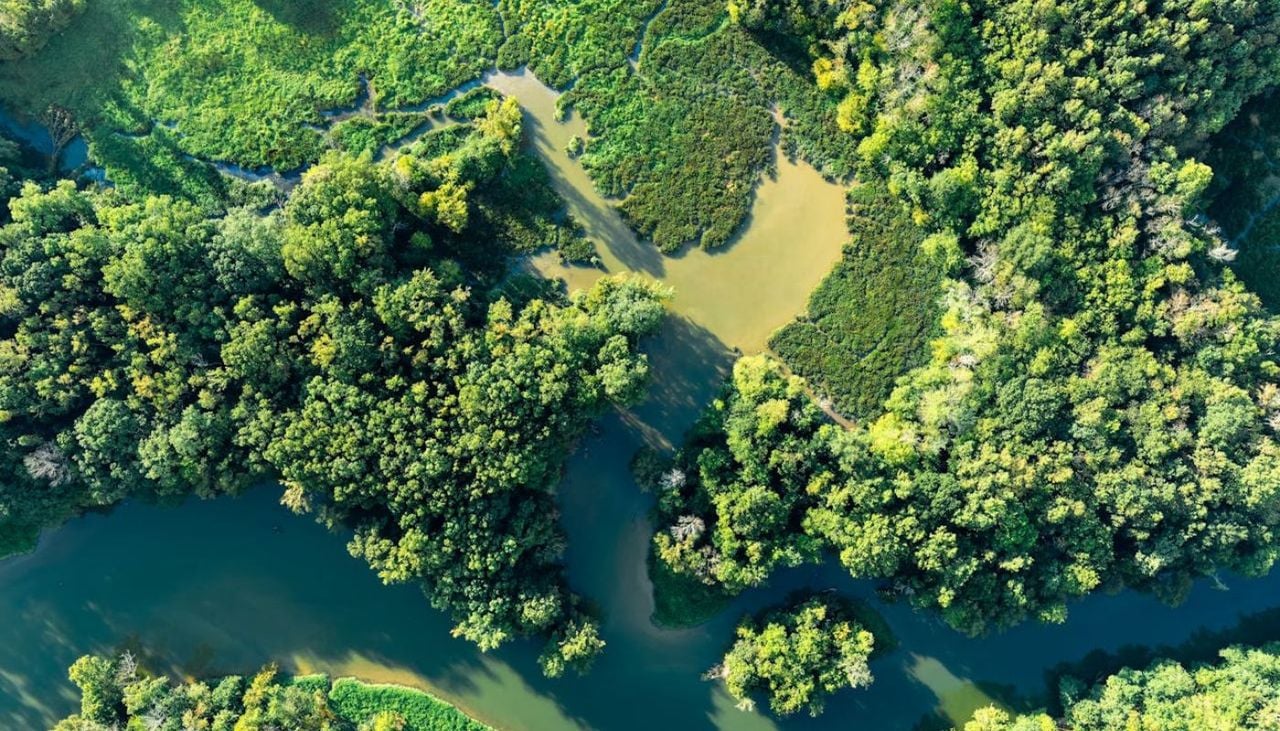 What is biodiversity finance? Oxford scientists demystify the return-seeking nature credits