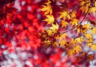 What is ‘false autumn’ and should we be worried we are having one?