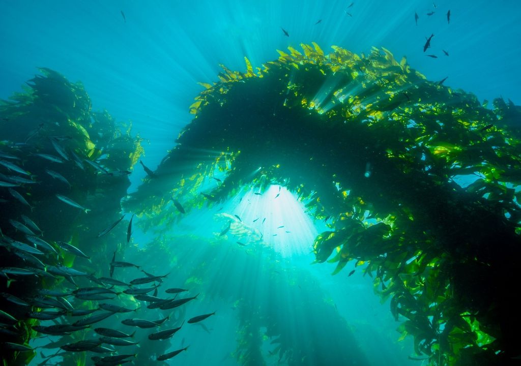 Kelp forests provide many benefits to humans