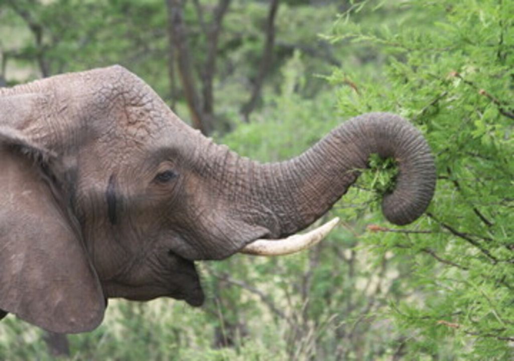 African elephant feeding