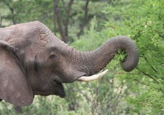 The spice of life: elephants vary what they eat for dinner, just like humans