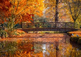 When is the best time to see Autumn leaves in the UK?