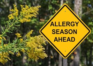 When will hay fever season end this year?