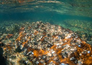 Where did all the oysters go from the UK coast?