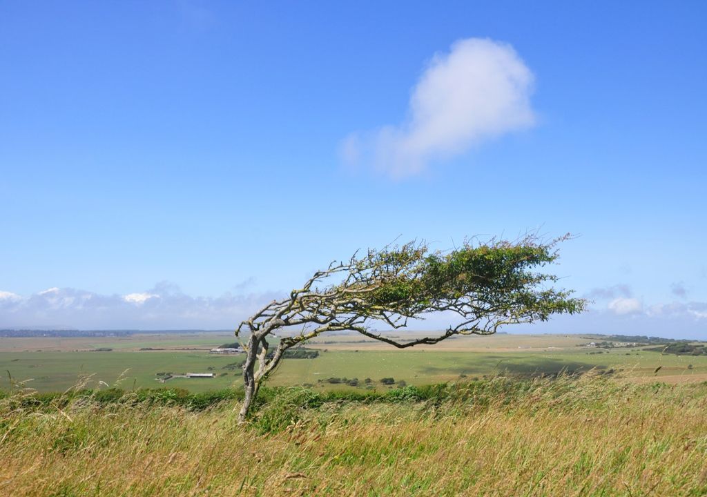 Windswept Tree