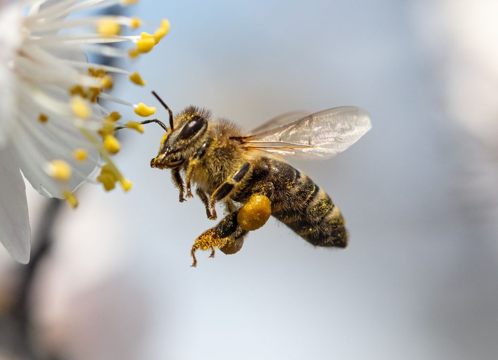 bee landing on white flower