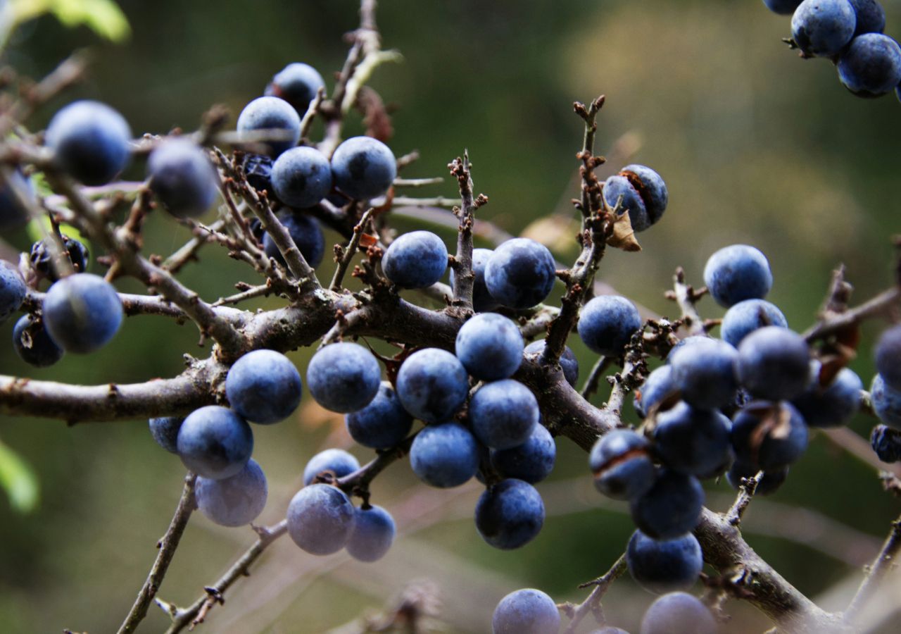 Why are blueberries blue? It's not the juice inside them!