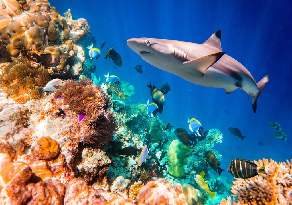 Black-tipped reef shark on a coral reef